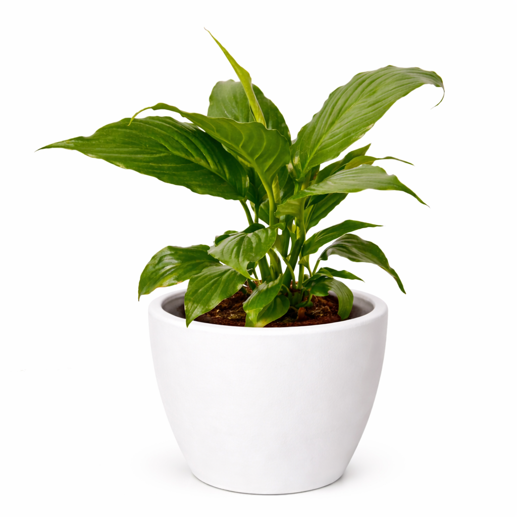 Spathiphyllum 'Peace Lily' potted plant