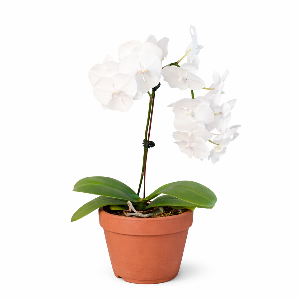 Orchid 'White Phalaenopsis' potted plant