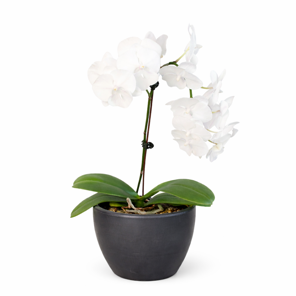 Orchid 'White Phalaenopsis' potted plant