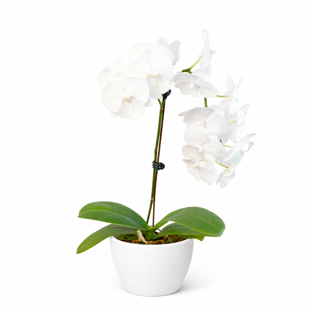 Orchid 'White Phalaenopsis' potted plant