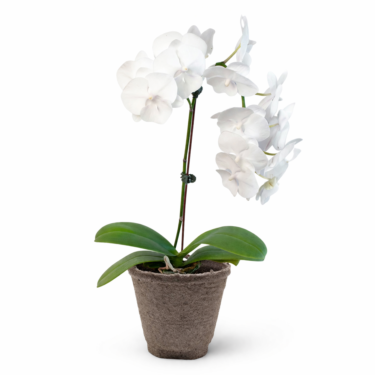 Orchid 'White Phalaenopsis' potted plant