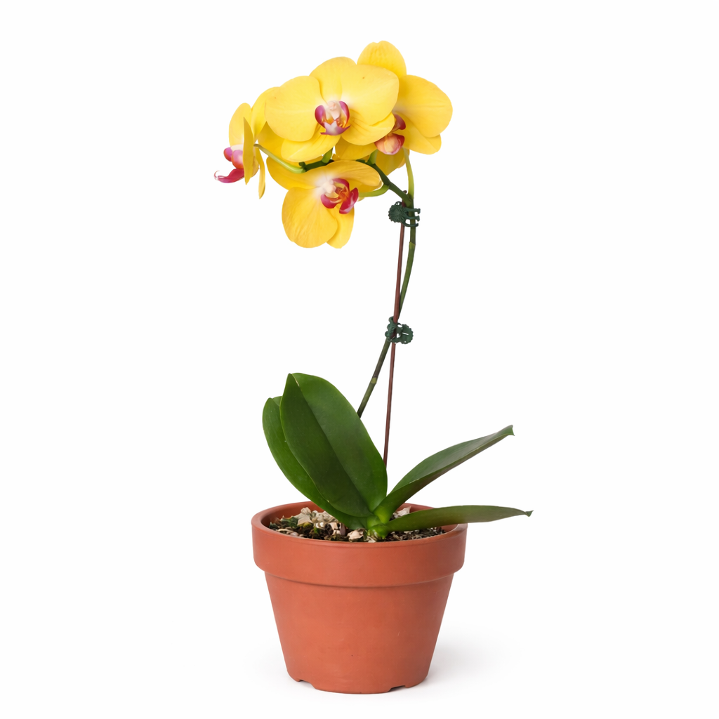 Orchid 'Yellow Phalaenopsis' potted plant