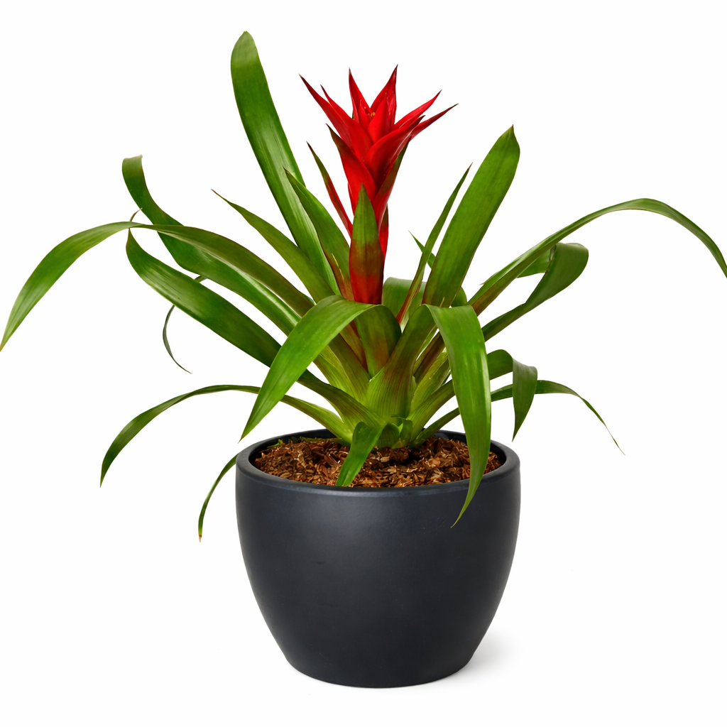 Guzmania Bromeliad 'Red' potted plant