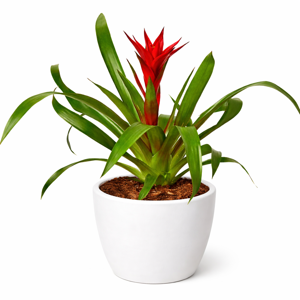 Guzmania Bromeliad 'Red' potted plant
