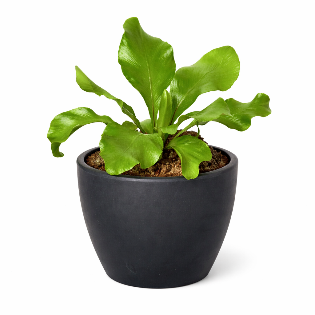 Bird's Nest 'Nidus' Fern potted plant