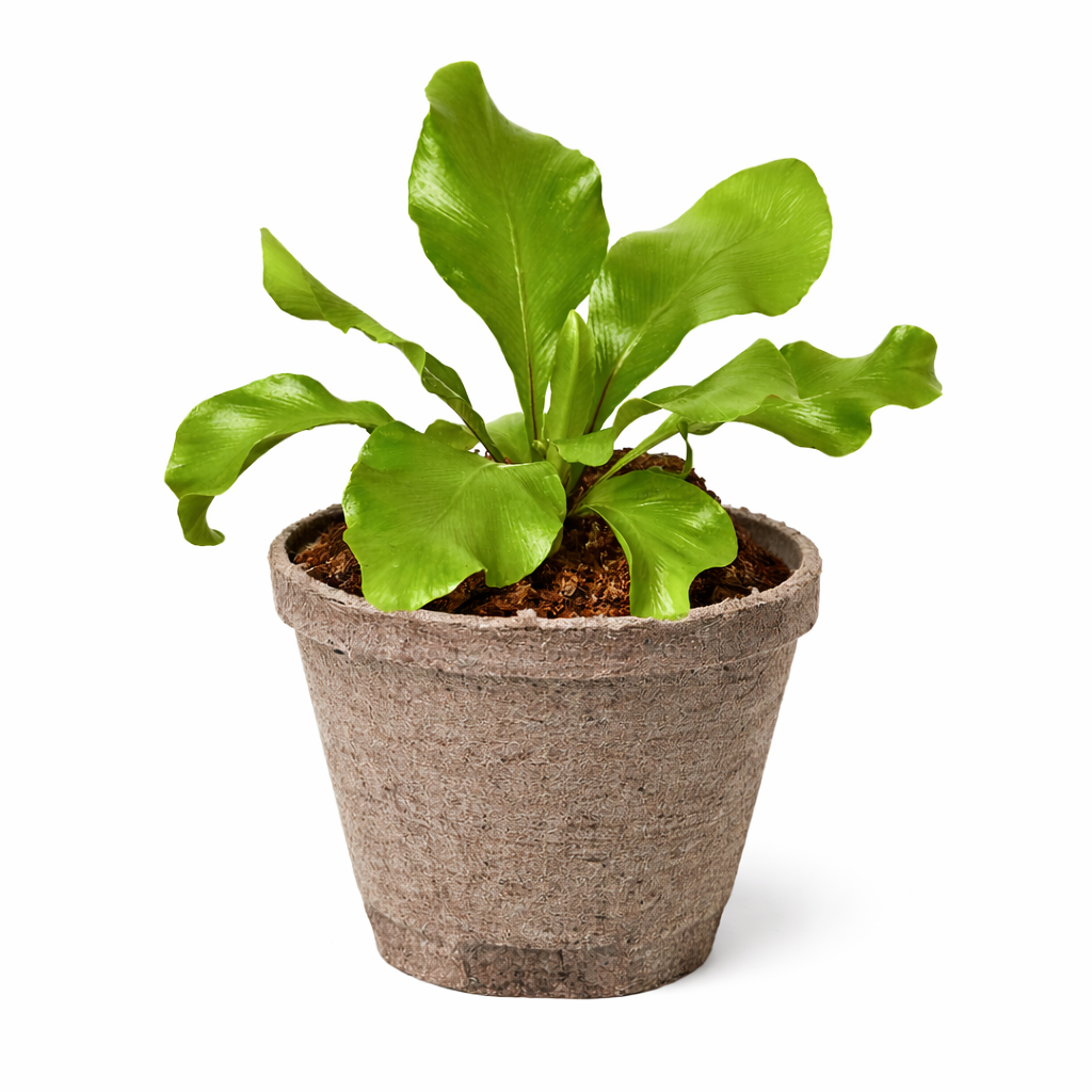 Bird's Nest 'Nidus' Fern potted plant