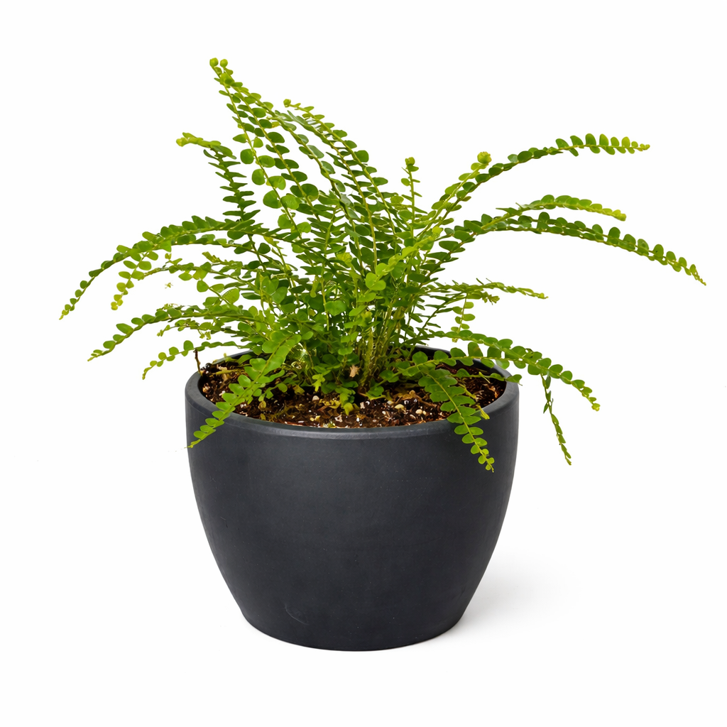 Fern 'Lemon Button' potted plant