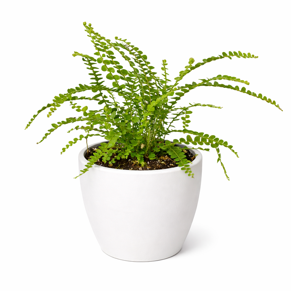 Fern 'Lemon Button' potted plant