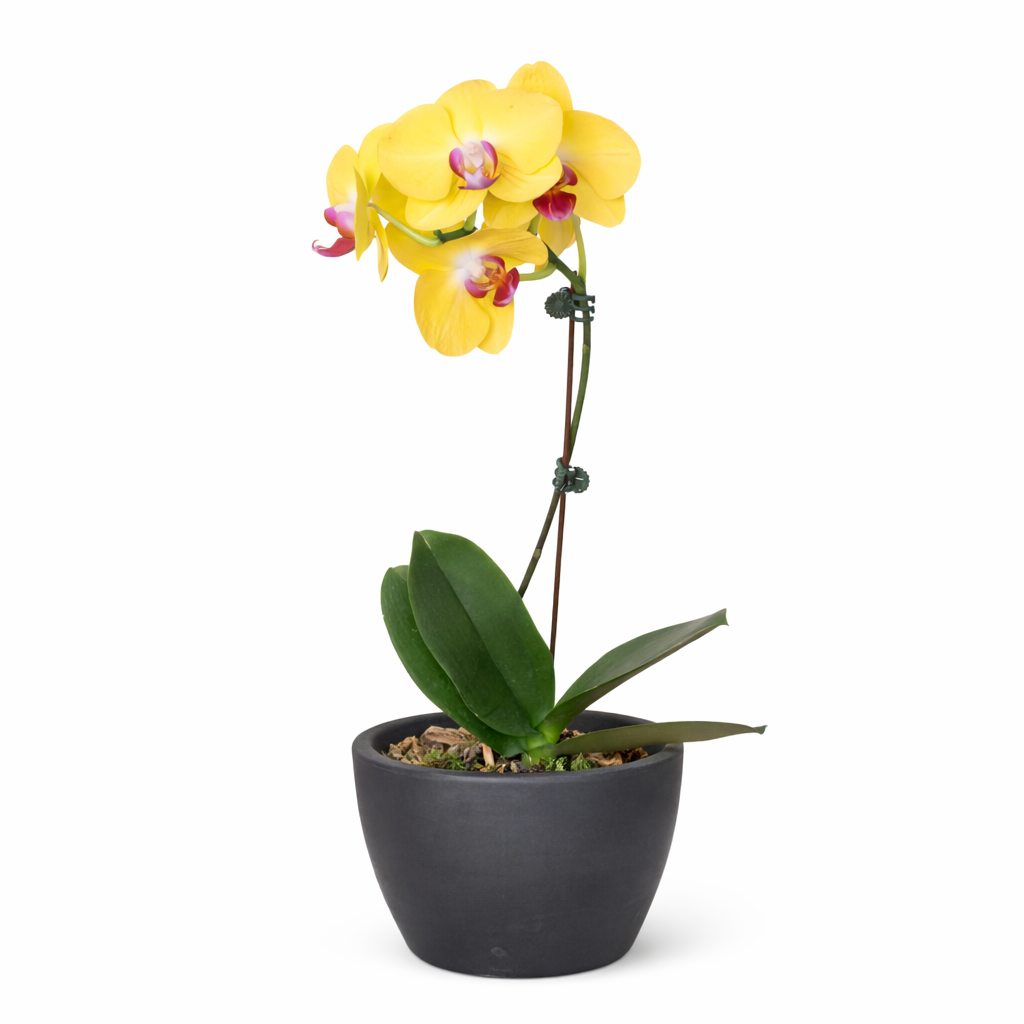 Orchid 'Yellow Phalaenopsis' potted plant