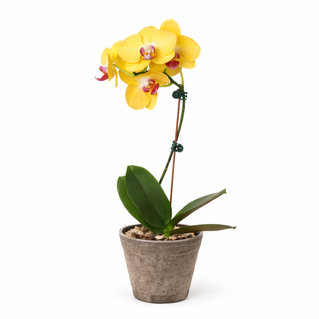 Orchid 'Yellow Phalaenopsis' potted plant