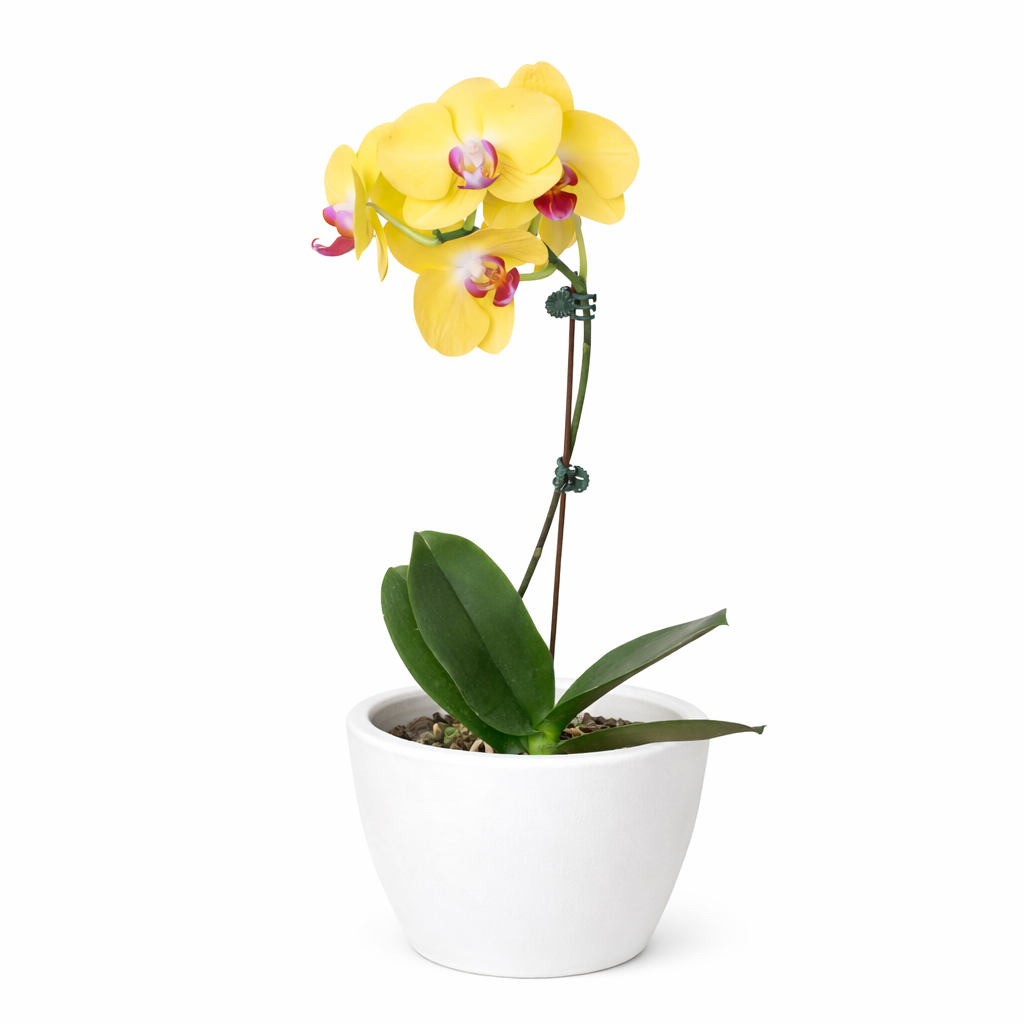 Orchid 'Yellow Phalaenopsis' potted plant