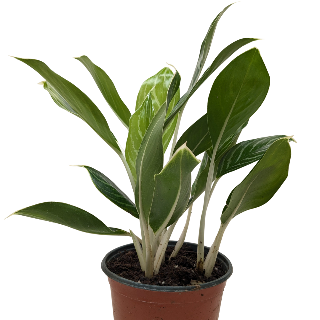 Chinese Evergreen 'Snow Cap' 4" potted plant