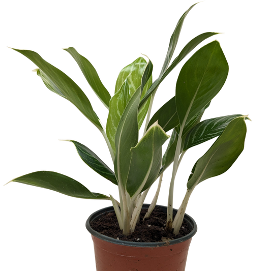 Chinese Evergreen 'Snow Cap' 4" potted plant