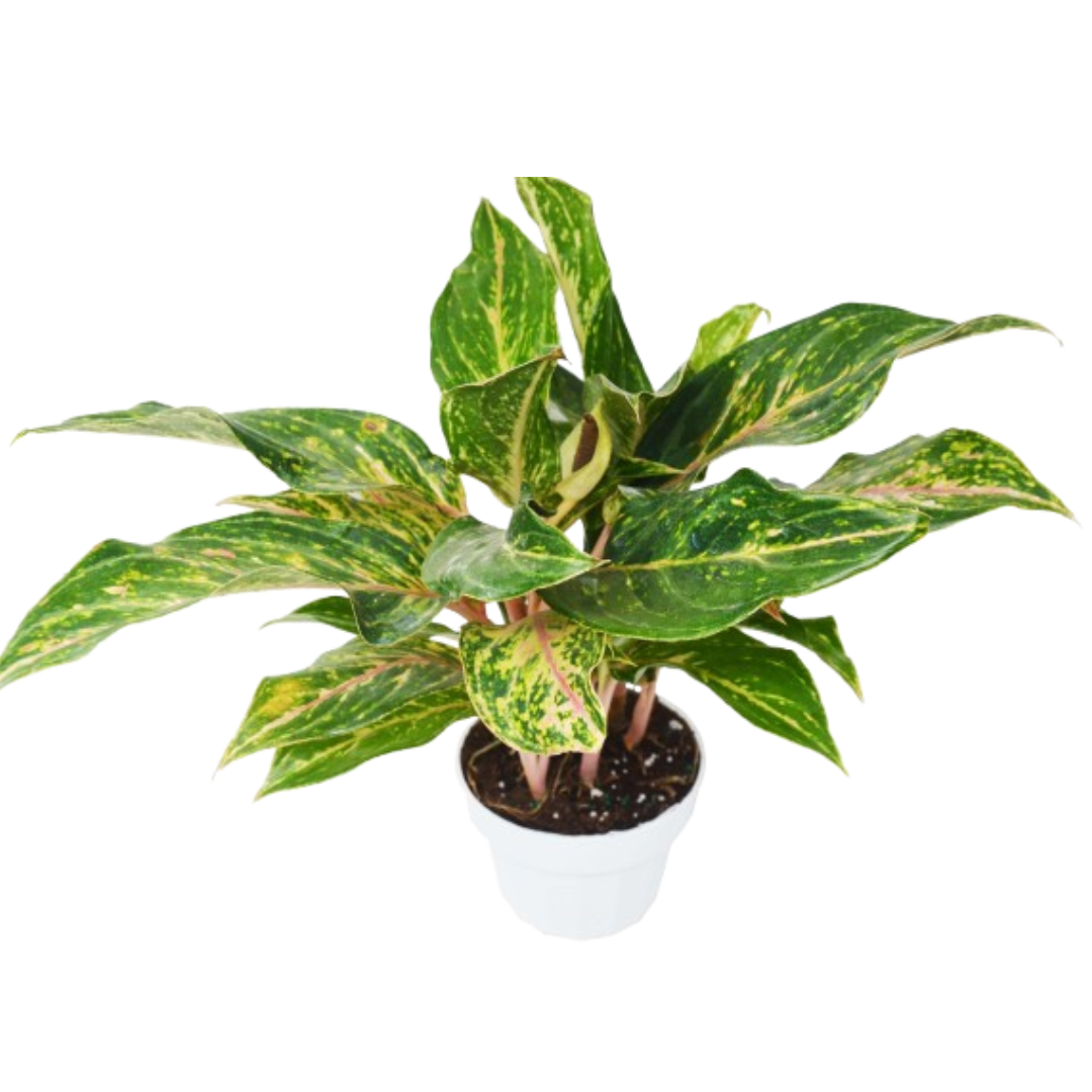 Chinese Evergreen 'Sparkling Sarah' 6" potted plant