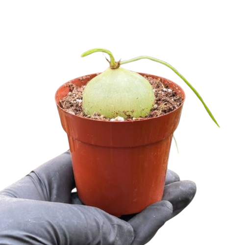 Climbing Onion potted plant