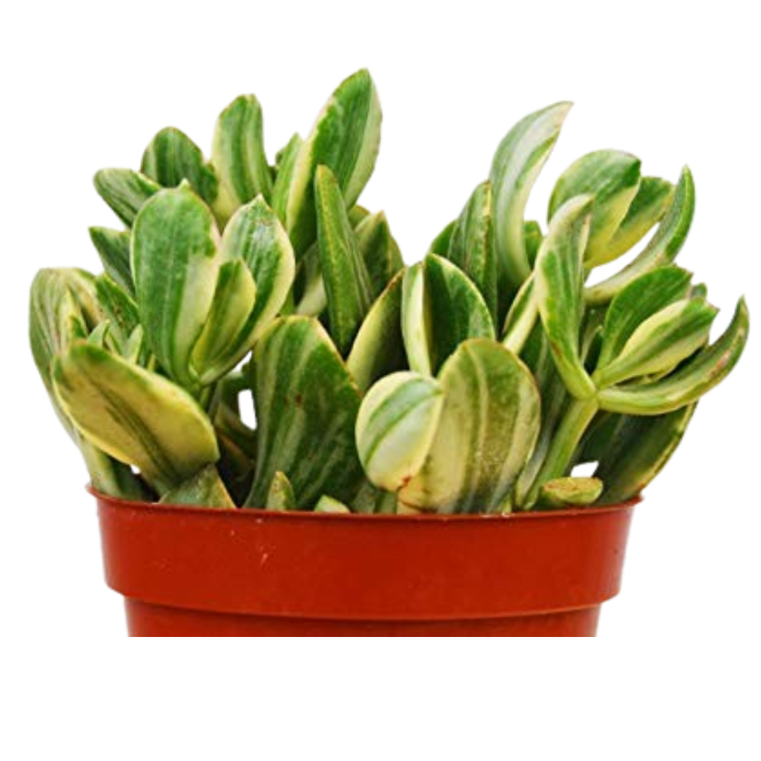 Crassula Ovata 'Variegated Jade' Succulent 4" potted plant