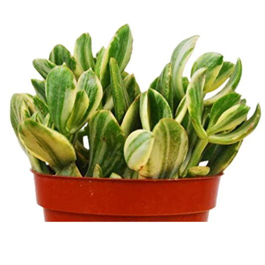 Crassula Ovata 'Variegated Jade' Succulent 4" potted plant