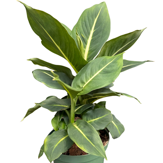 Dieffenbachia 'Green Magic' potted plant