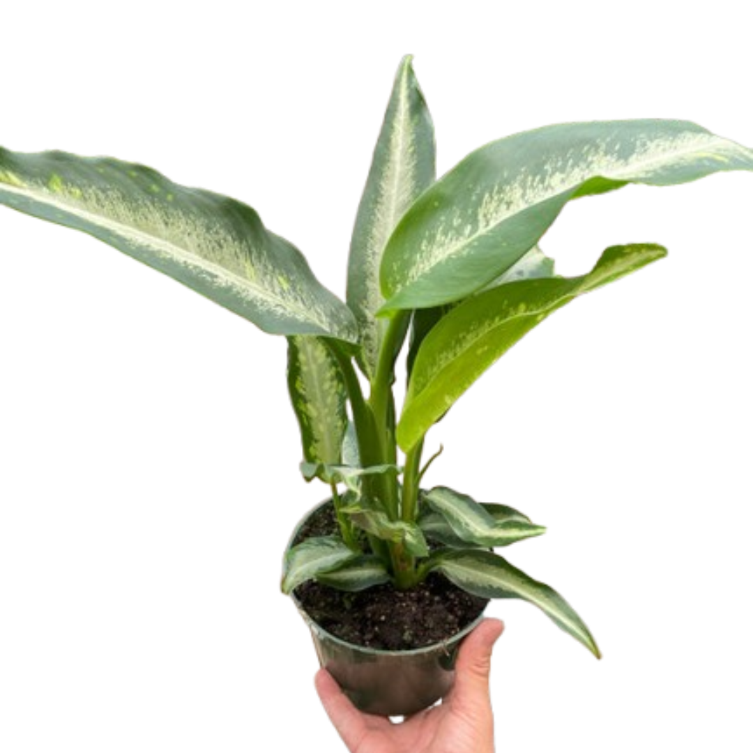 Dieffenbachia Panther potted plant