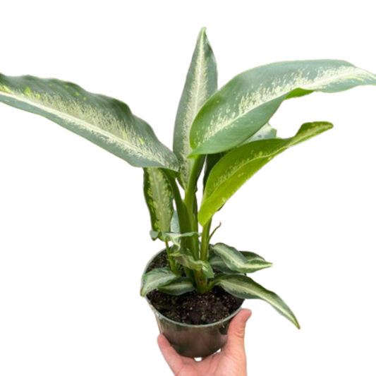Dieffenbachia Panther potted plant