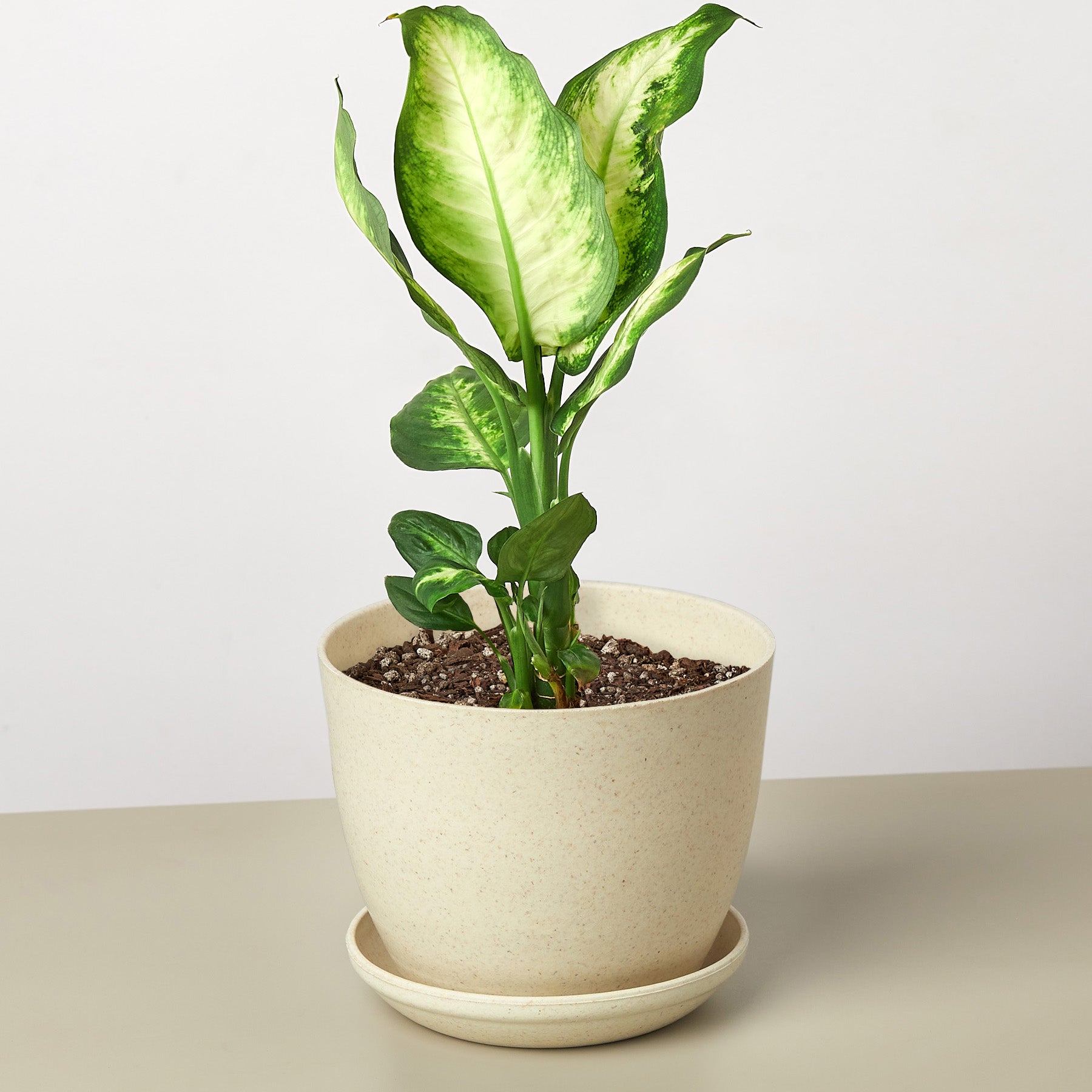 Dieffenbachia Camille potted plant