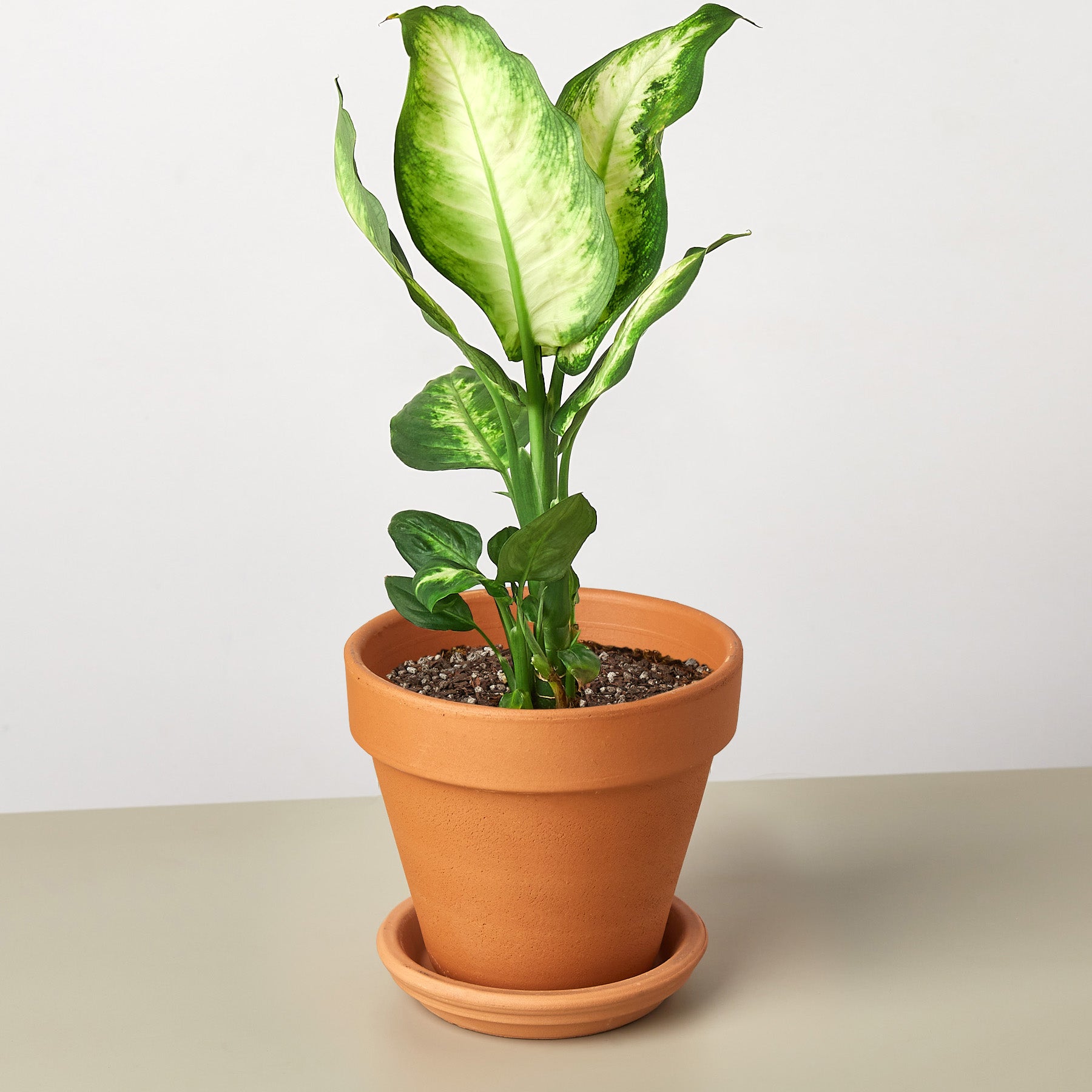 Dieffenbachia Camille potted plant