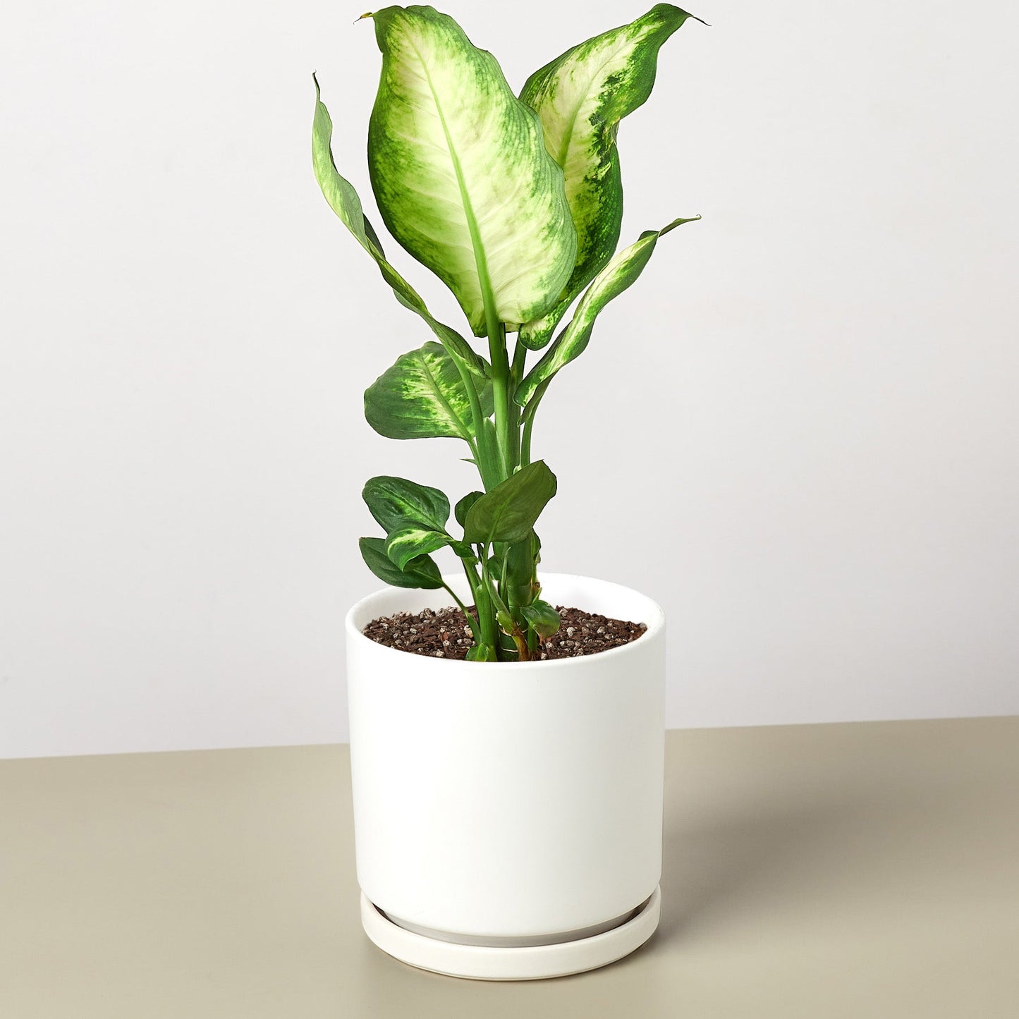 Dieffenbachia Camille potted plant