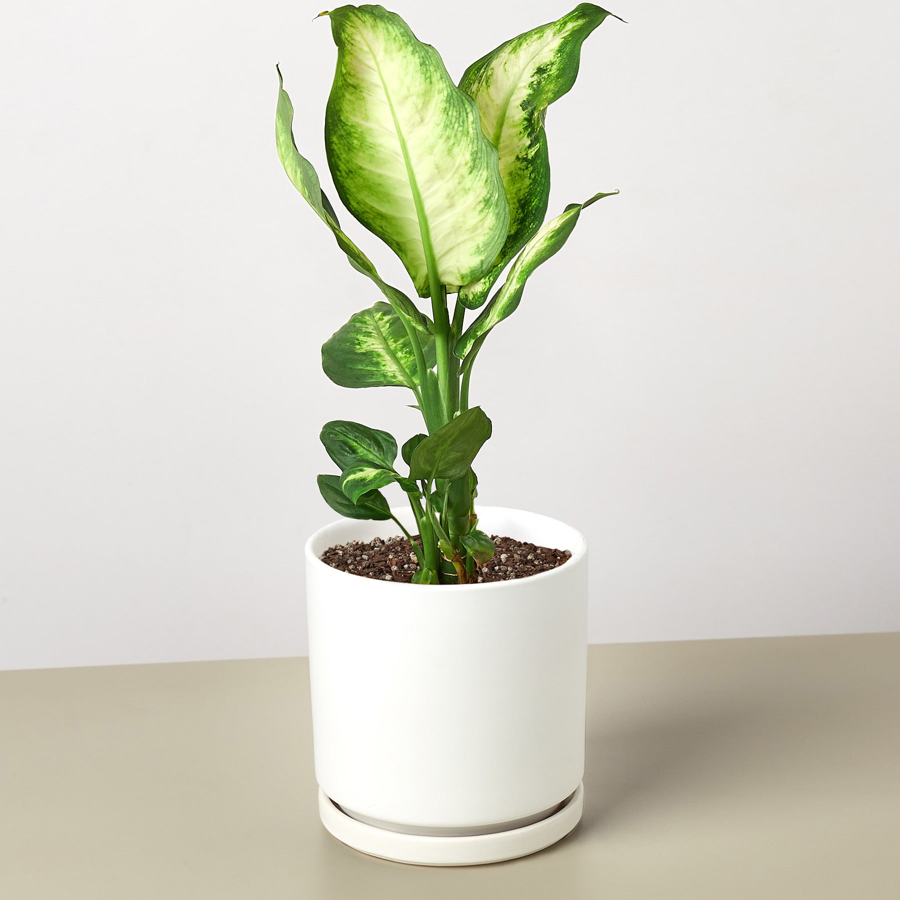 Dieffenbachia Camille potted plant
