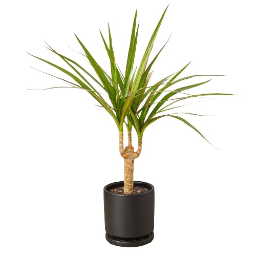 Dracaena Marginata Cane potted plant