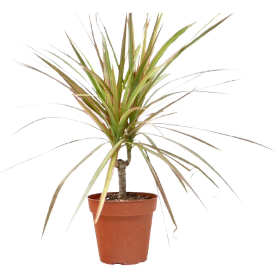 Dracaena 'Red Margined' 4" potted plant