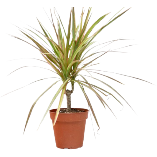 Dracaena 'Red Margined' 4" potted plant