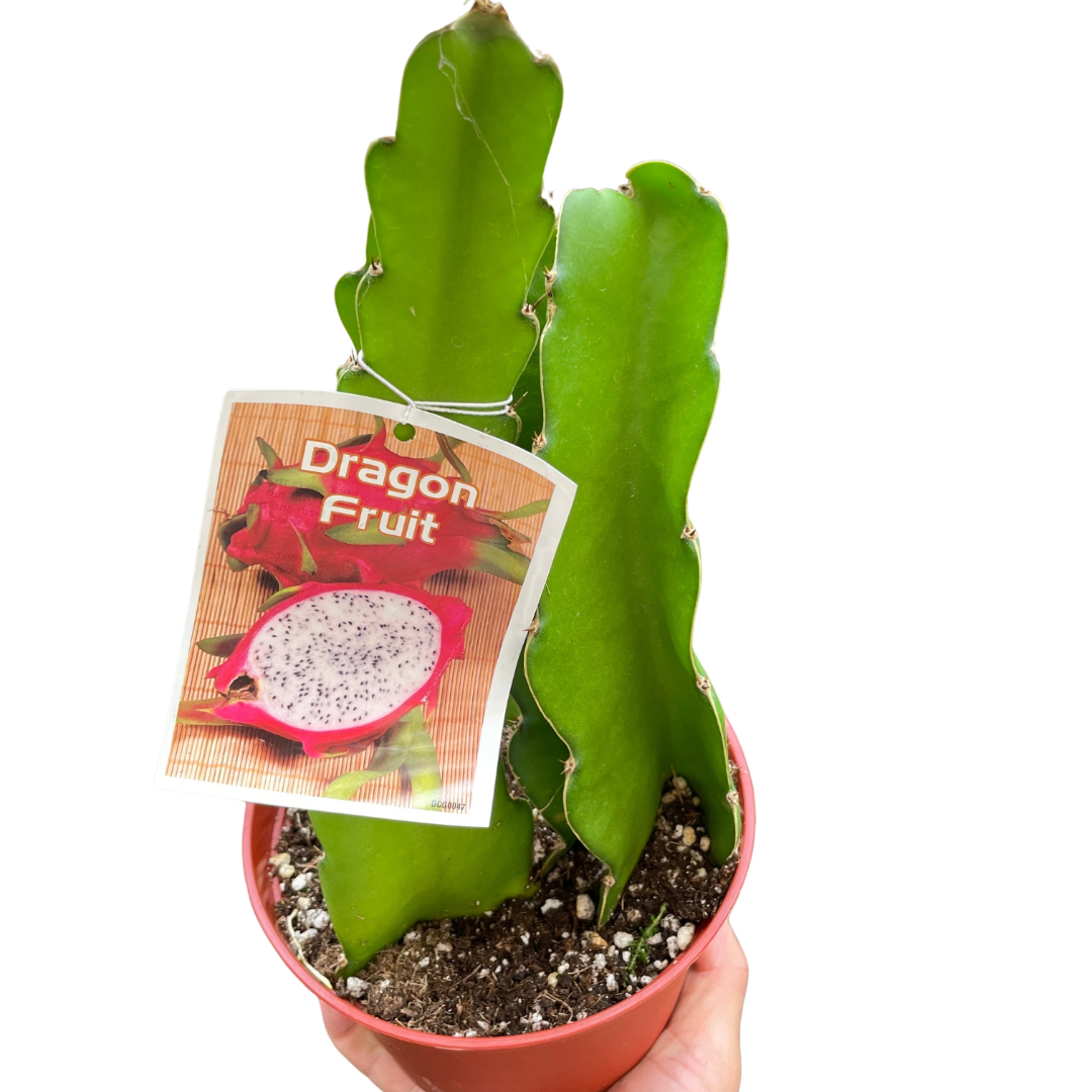 Dragon Fruit potted plant