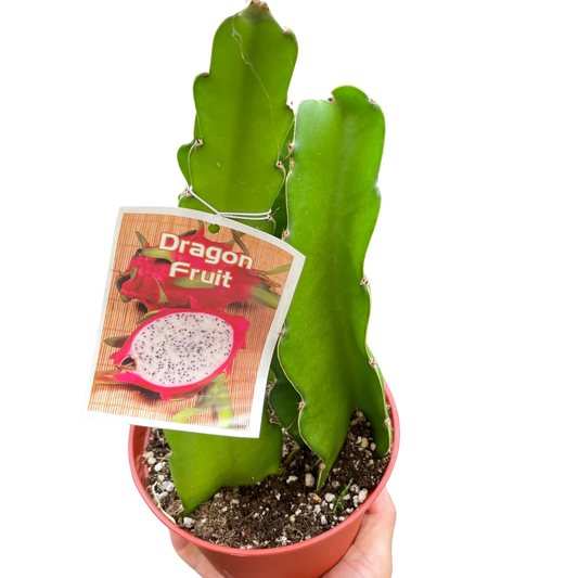 Dragon Fruit potted plant