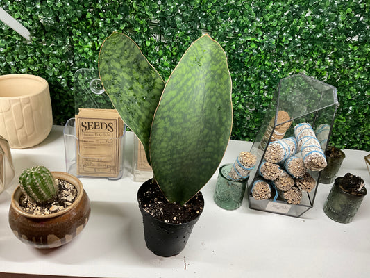 Snake Plant