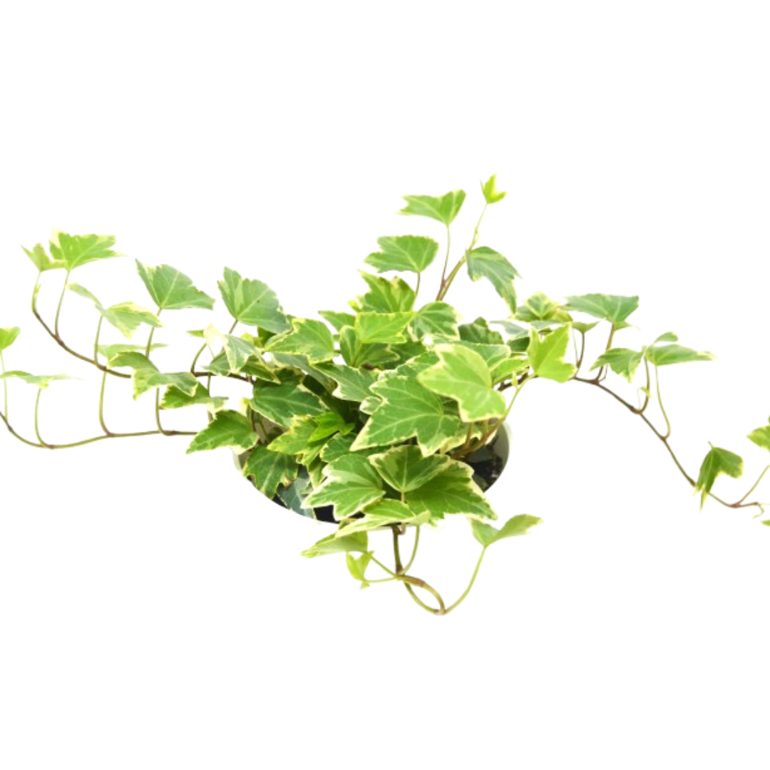 English Ivy 'Eva' 4" potted plant
