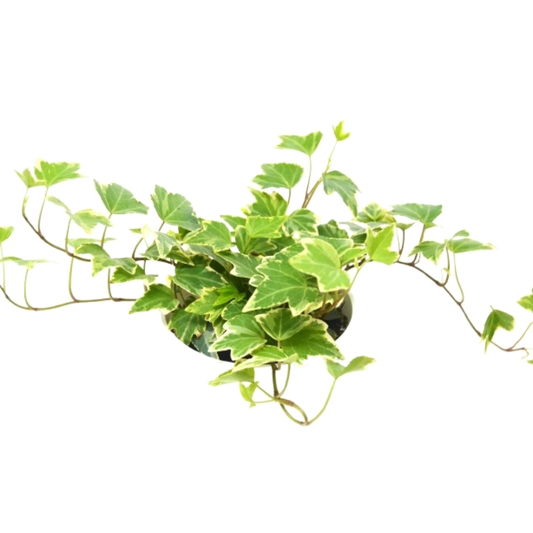 English Ivy 'Eva' 4" potted plant