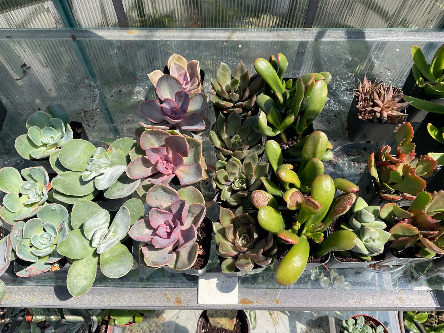 Succulents - single