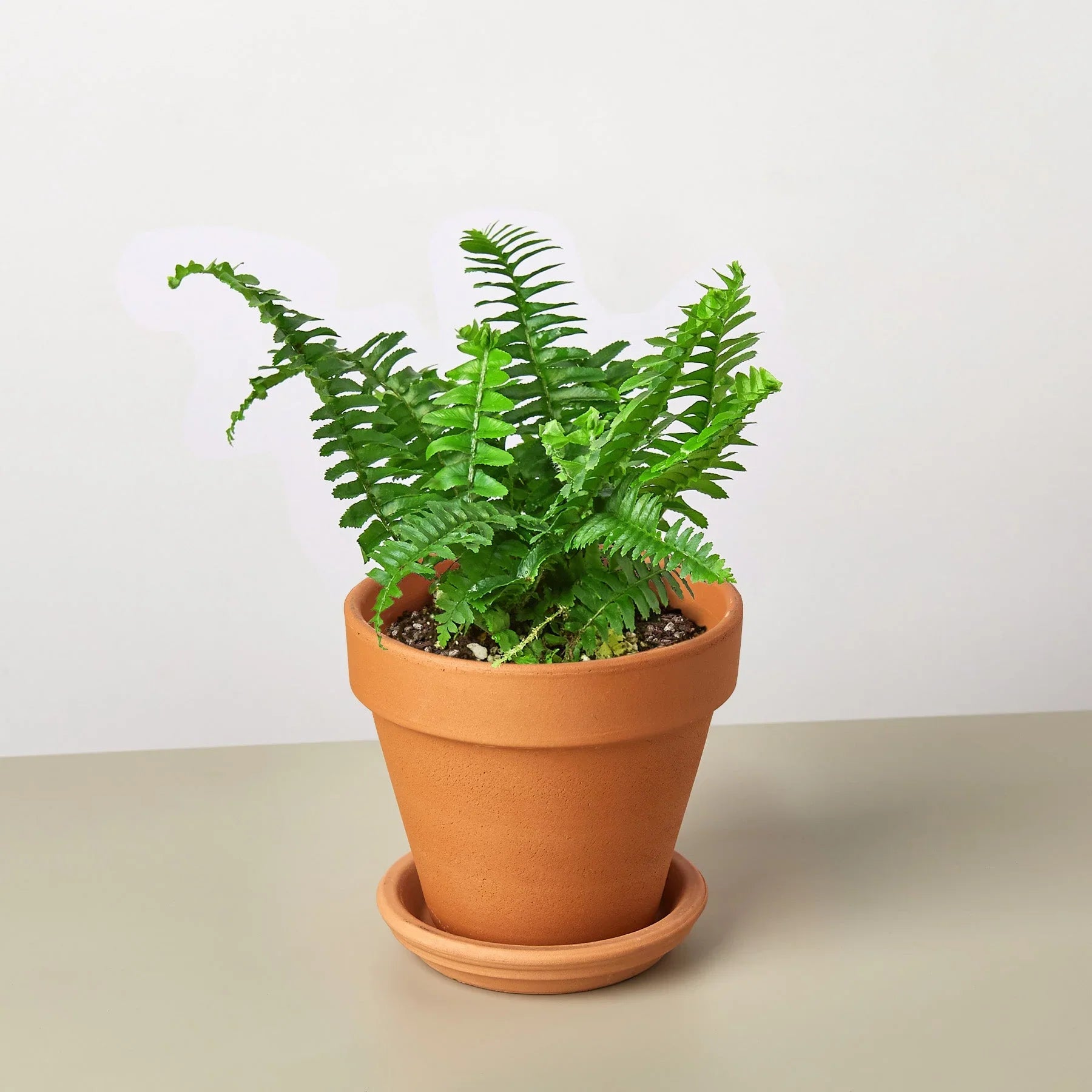 Jester's Crown Fern potted plant