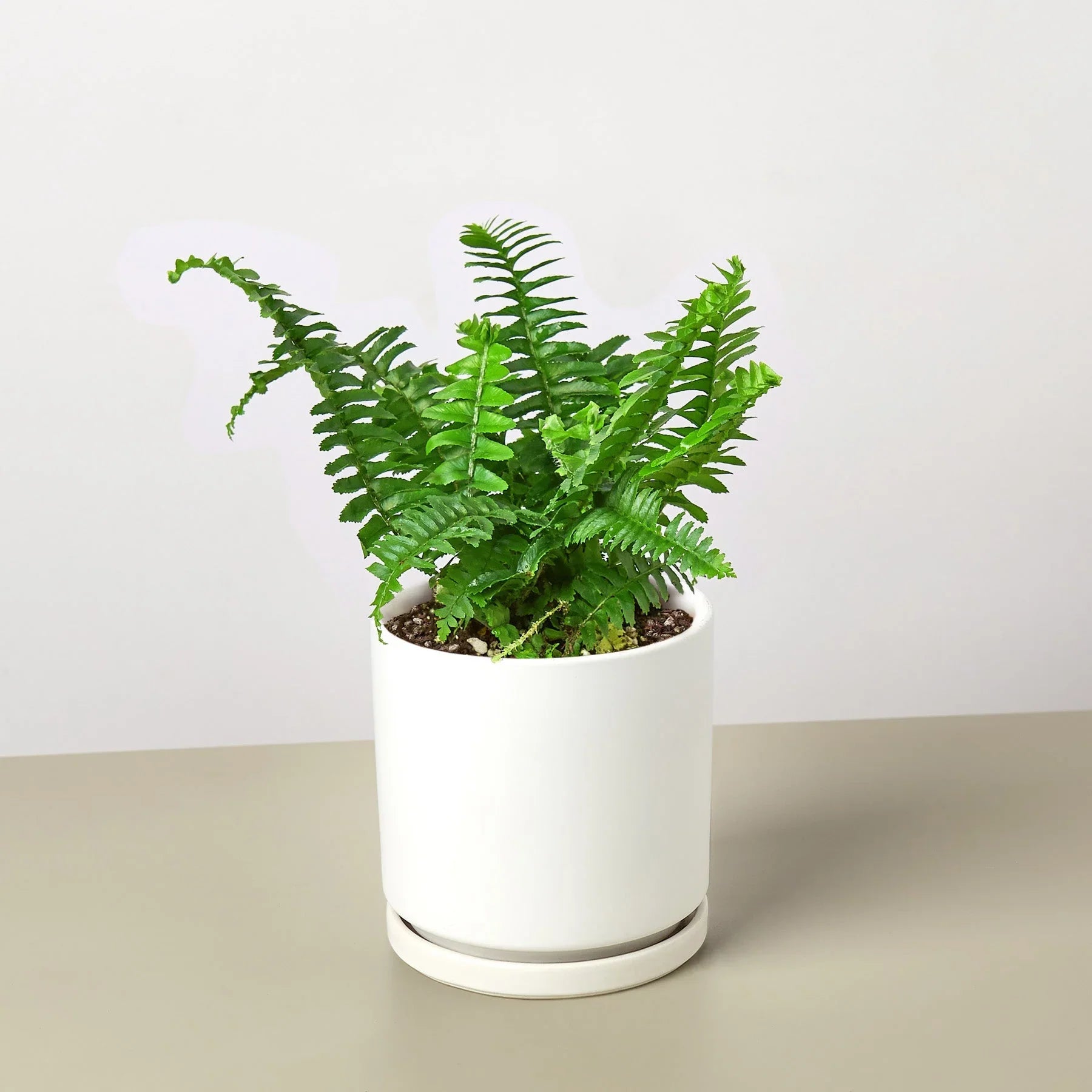 Jester's Crown Fern potted plant
