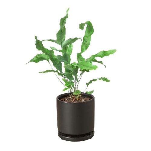 Fern 'Blue Star' potted plant