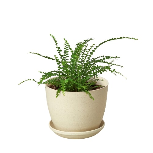Fern 'Lemon Button' potted plant