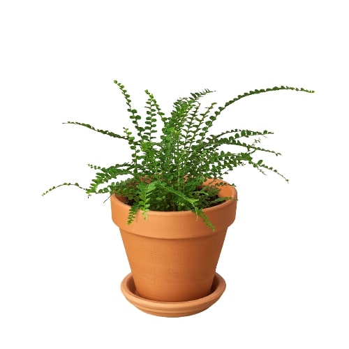 Fern 'Lemon Button' potted plant