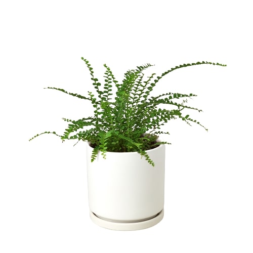 Fern 'Lemon Button' potted plant