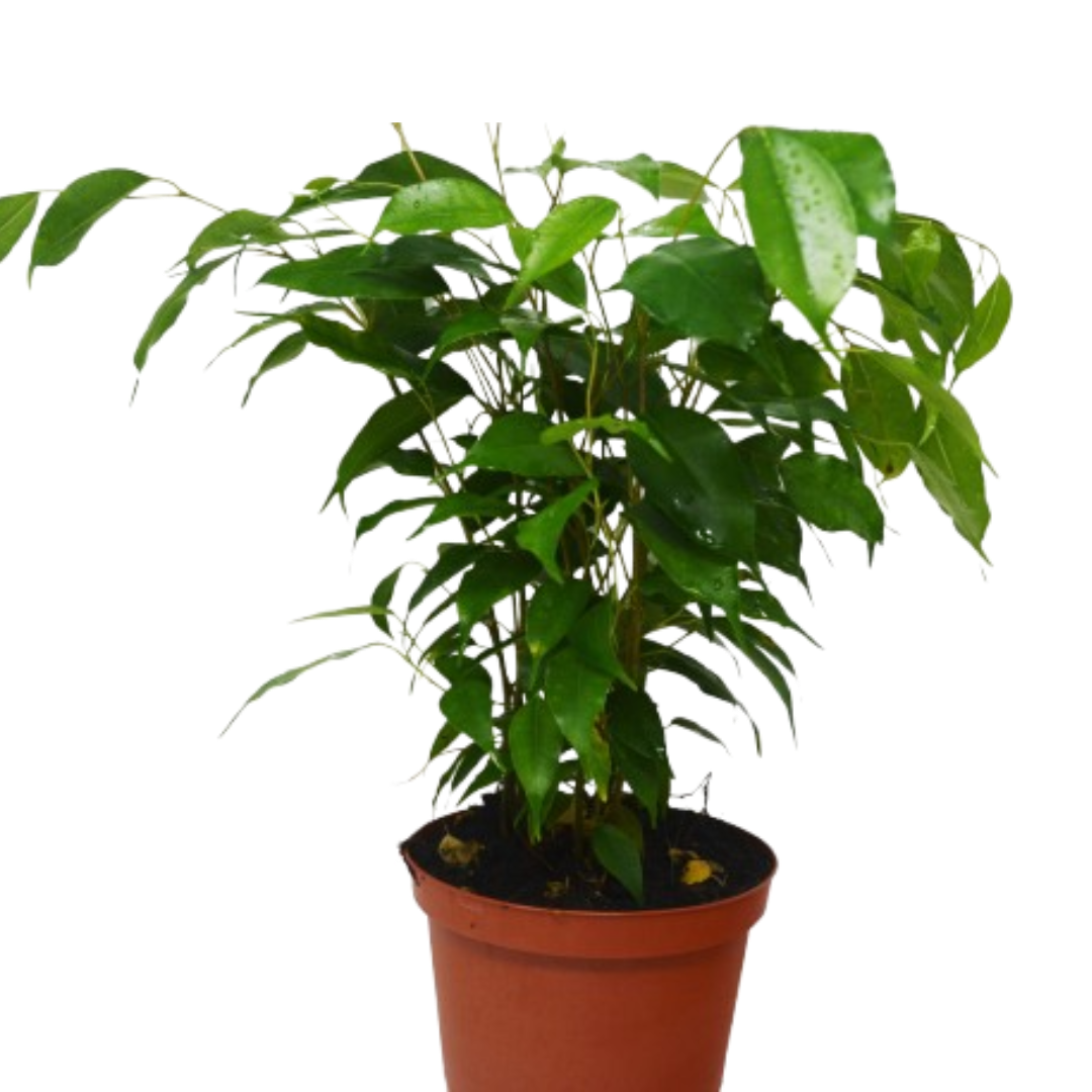 Ficus 'Benjamina' 6" potted plant