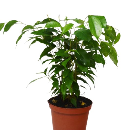 Ficus 'Benjamina' 6" potted plant
