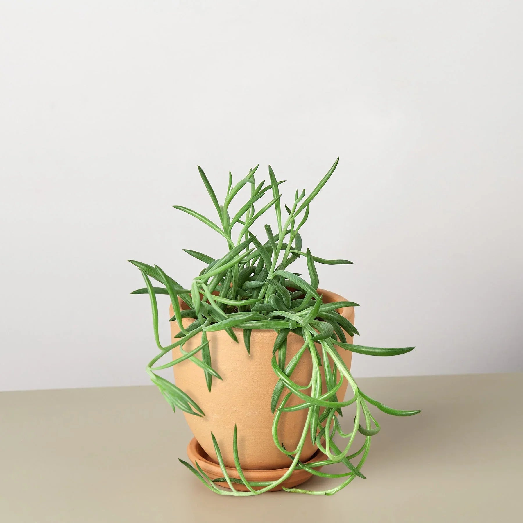 Senecio Succulent 'Fish Hooks' 4" potted plant