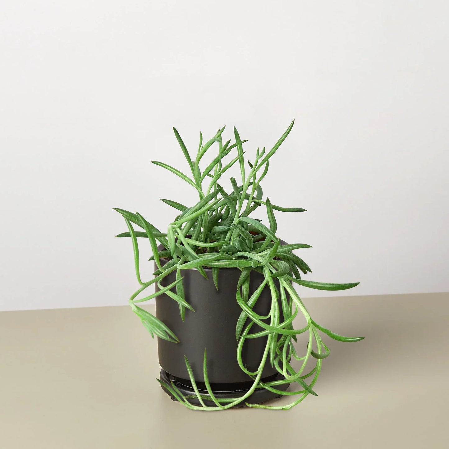 Senecio Succulent 'Fish Hooks' 4" potted plant
