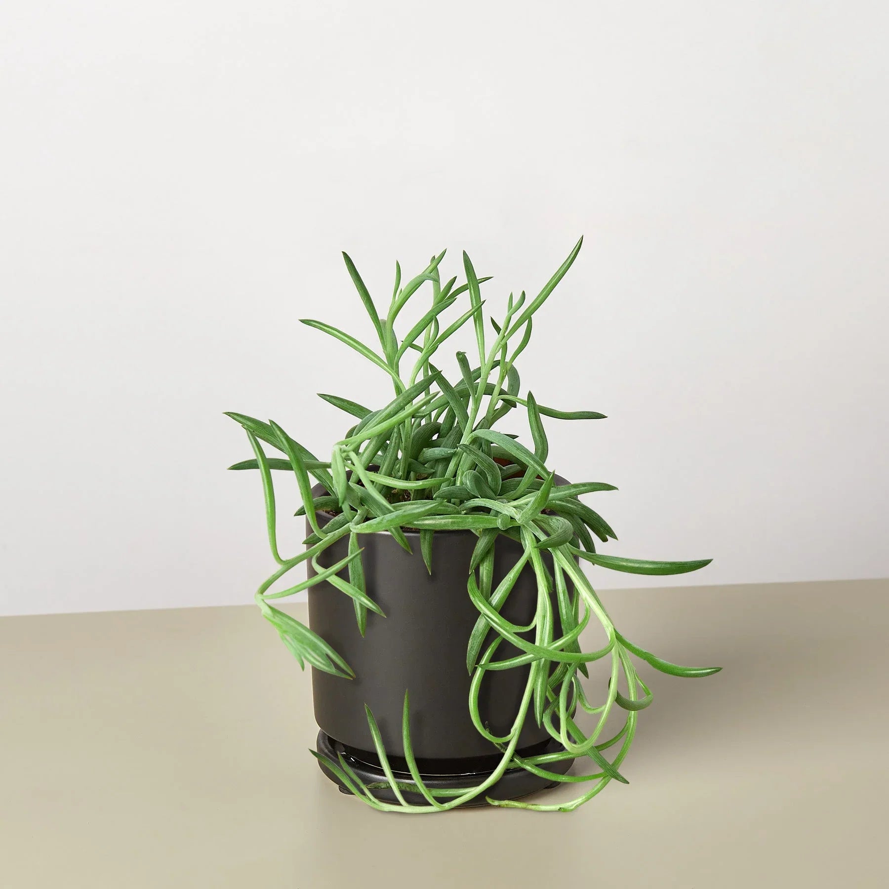 Senecio Succulent 'Fish Hooks' 4" potted plant