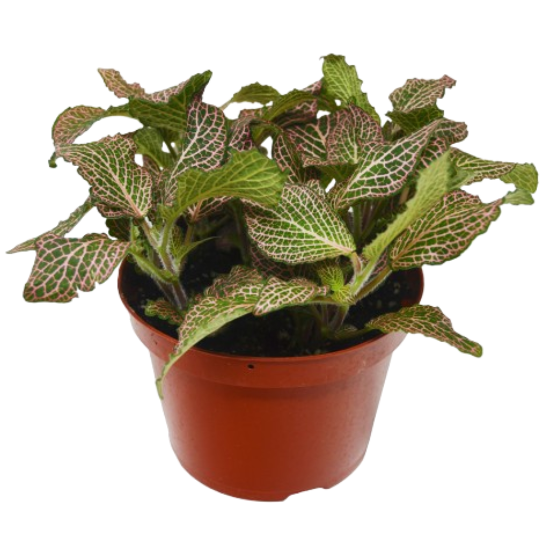 Fittonia 'Pink' 6" potted plant