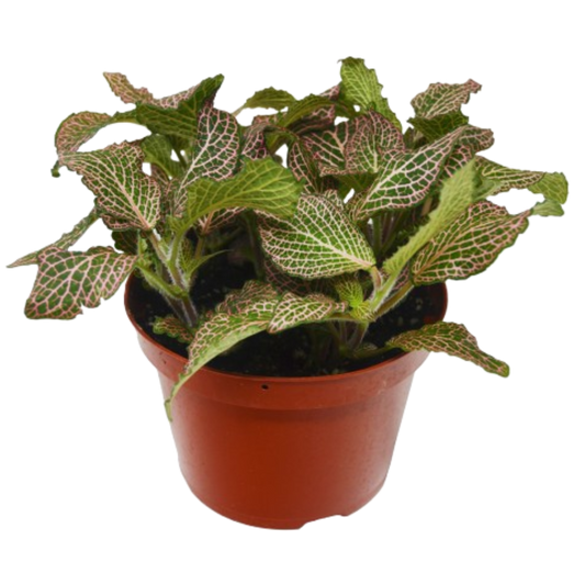 Fittonia 'Pink' 6" potted plant
